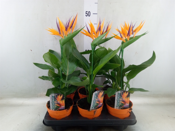 <h4>Arr.  Strelitzia L%</h4>