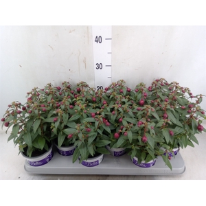 Fuchsia  'Bella Fuchsia Soila'