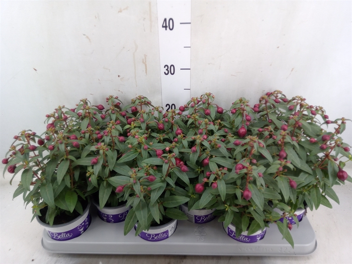 <h4>Fuchsia  'Bella Fuchsia Soila'</h4>
