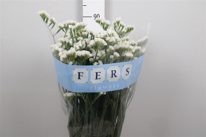 <h4>Lim S White Starl Wings</h4>