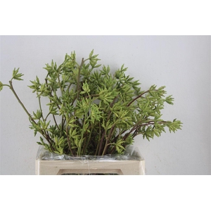 Euca Robusta Berry Green 500gr P Bunch