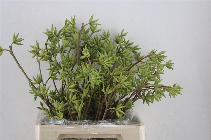 <h4>Euca Robusta Berry Green 500gr P Bunch</h4>