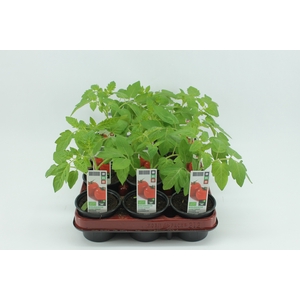 BKH groente 50550 bio Tomaat Cherrytomaat 12 cm