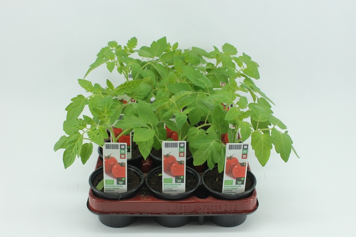 <h4>BKH groente 50550 bio Tomaat Cherrytomaat 12 cm</h4>