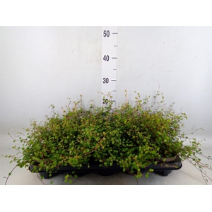 Muehlenbeckia com. 'Mao'ri'