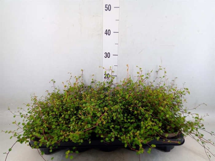 <h4>Muehlenbeckia com. 'Mao'ri'</h4>