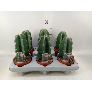 Cereus   ...