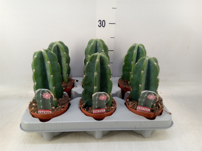 <h4>Cereus   ...</h4>