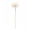 Dried Bleached Dandelion Regular
