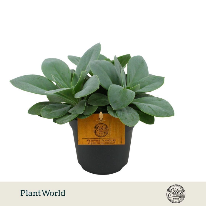 <h4>Senecio Cephalophorus 12cm</h4>