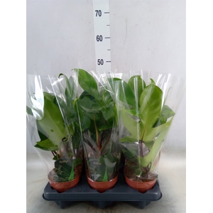 Philodendron   ...
