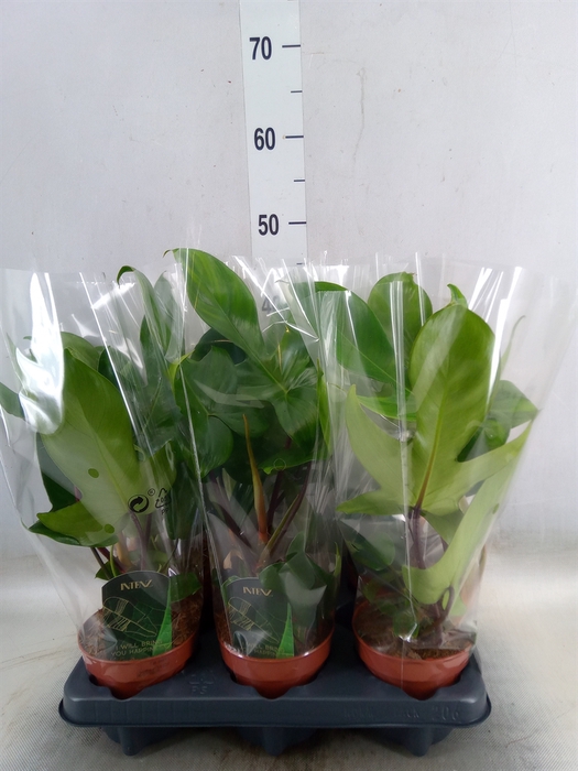 <h4>Philodendron   ...</h4>