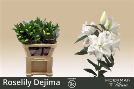 <h4>Li Or Du Rl Dejima</h4>