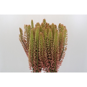 Eremurus Oase
