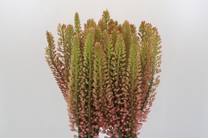 <h4>Eremurus Oase</h4>