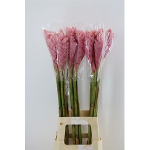 Alpinea Pink L