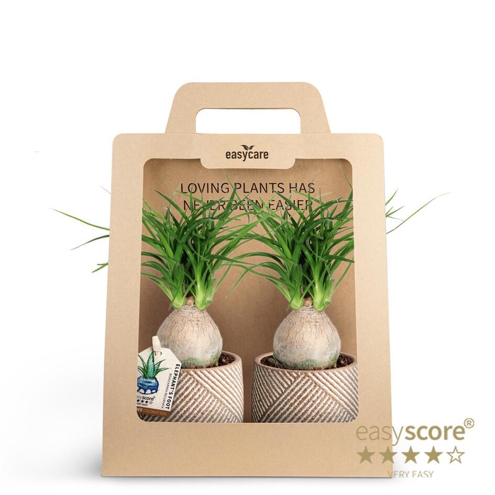 <h4>2-Pack Grove Beaucarnea</h4>