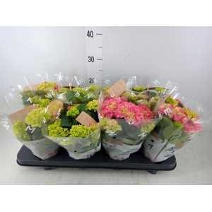 Hydrangea mac. 'Tabletensia'