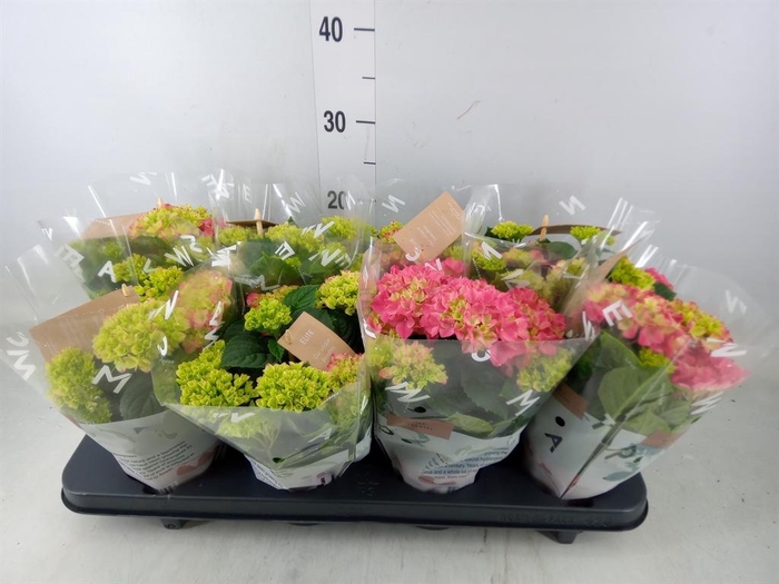 <h4>Hydrangea mac. 'Tabletensia'</h4>