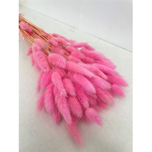 Dried Lagurus Bleached Pink Bs