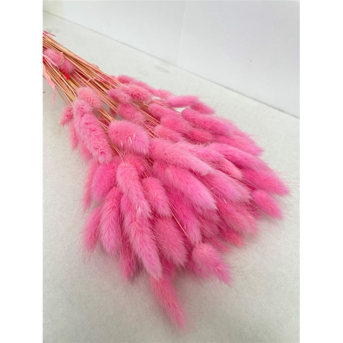 <h4>Dried Lagurus Bleached Pink Bs</h4>