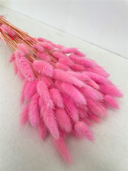 Dried Lagurus Bleached Pink Bs