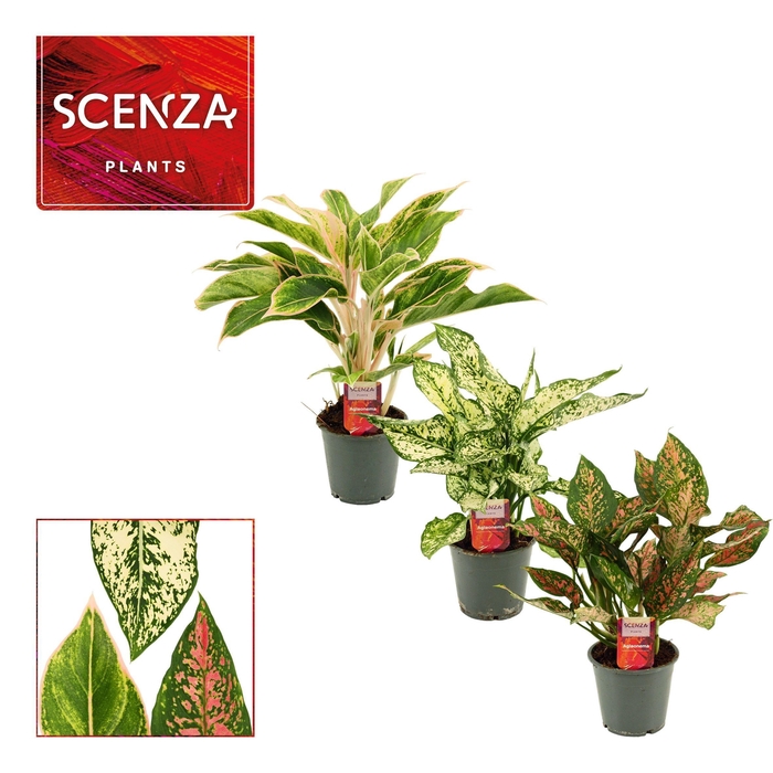 <h4>Aglaonema special mix 12 cm (Scenza)</h4>