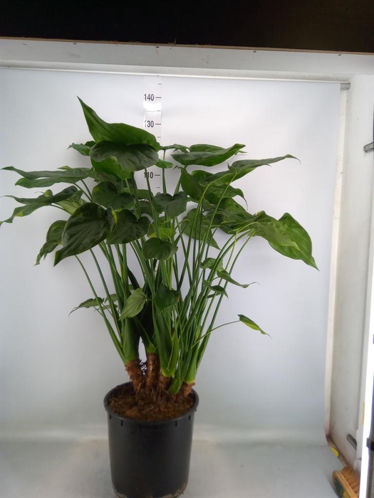 <h4>Alocasia cucullata</h4>