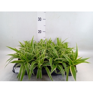 Chlorophytum com. 'Ocean'