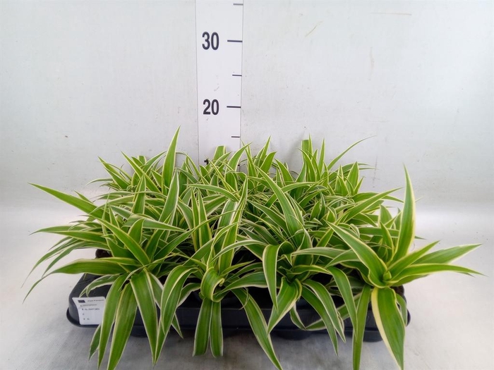 <h4>Chlorophytum com. 'Ocean'</h4>