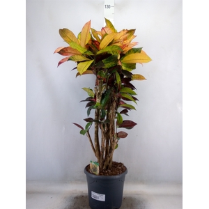 Codiaeum var. KL 'Mrs Iceton'