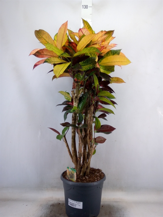 <h4>Codiaeum var. KL 'Mrs Iceton'</h4>