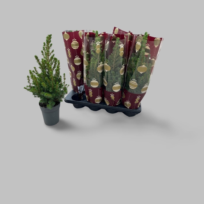 <h4>PICEA GL CONICA</h4>