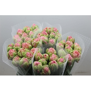 Tulipe Hybride Strawberry Cream