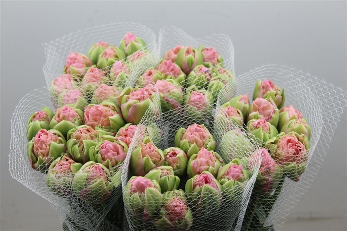 <h4>Tulipe Hybride Strawberry Cream</h4>