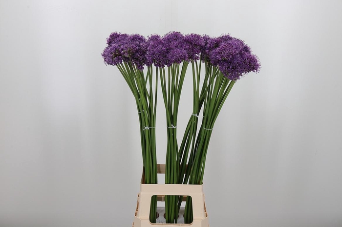 <h4>Allium Gladiator</h4>