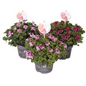 Pelargonium Pelargonium Grandifloru