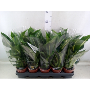 Dieffenbachia  'Green Magic'
