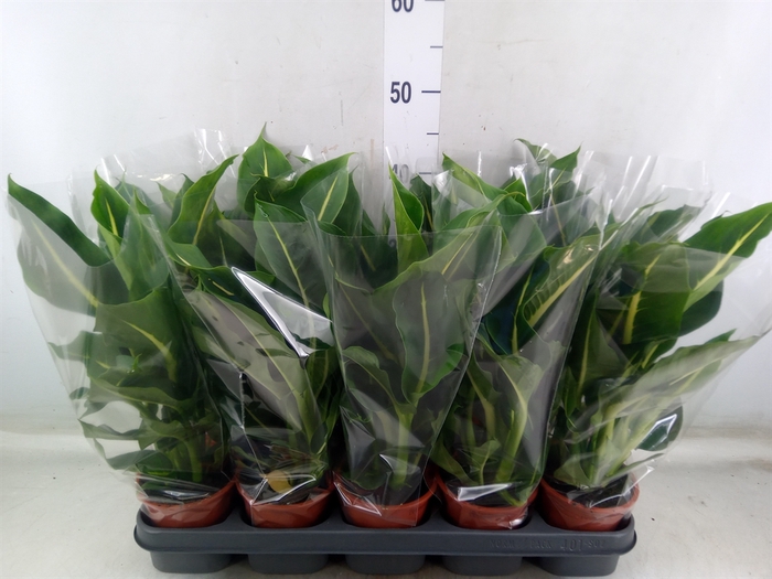 <h4>Dieffenbachia  'Green Magic'</h4>