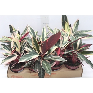 CALATHEA TRIALSTAR P12
