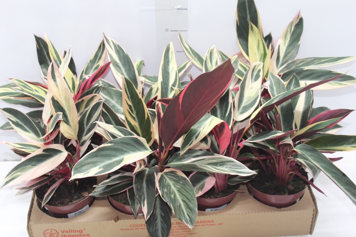 <h4>CALATHEA TRIALSTAR P12</h4>