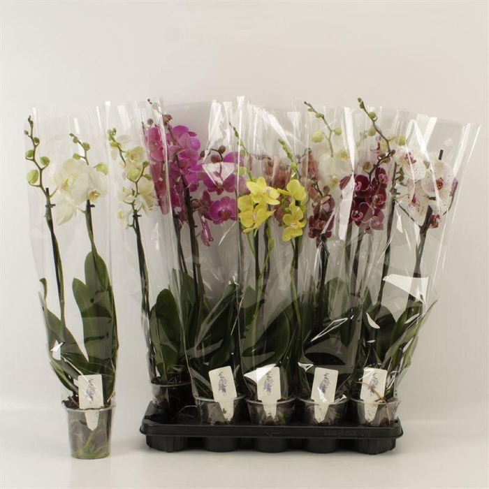 <h4>PHAL GEM 6 KL</h4>