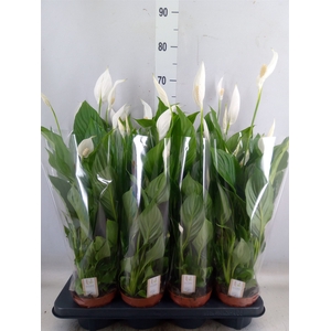 Spathiphyllum  'Strauss'