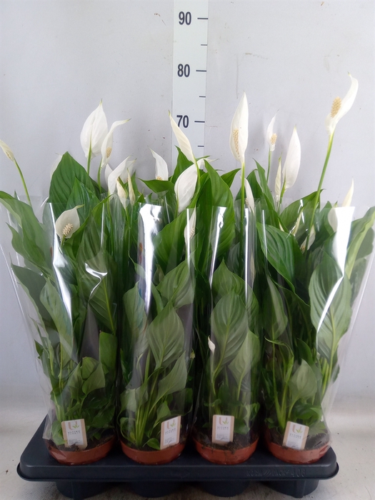 <h4>Spathiphyllum  'Strauss'</h4>