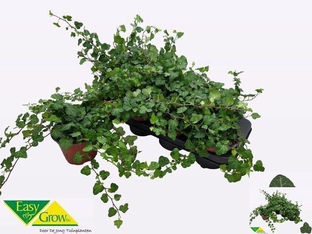 <h4>Hed He Wonder</h4>