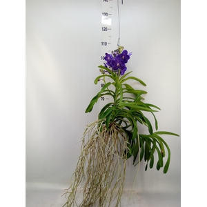 Vanda hybrids
