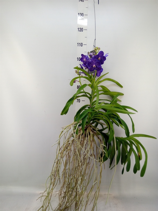 <h4>Vanda hybrids</h4>