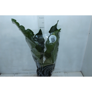 ANTHURIUM PLOWMANII P19