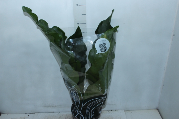 ANTHURIUM PLOWMANII P19