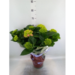 Hydrangea mac. 'Magical Amethyst'